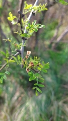 Geoffroea decorticans