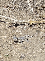 Phrynosoma platyrhinos