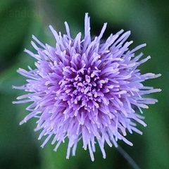 Cirsium arvense
