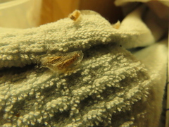 Plodia interpunctella