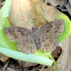 Staphylus hayhurstii