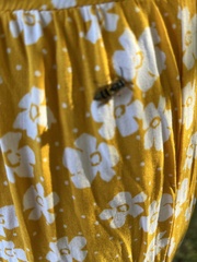 Vespula pensylvanica
