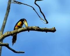 Pteroglossus torquatus