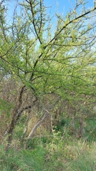 Geoffroea decorticans