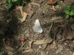 Hamadryas glauconome