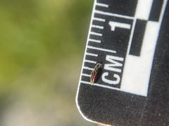 Trichophorum cespitosum