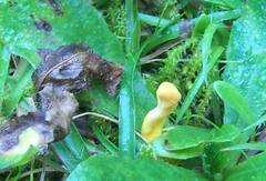 Clavulinopsis helvola