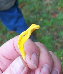 Clavulinopsis helvola