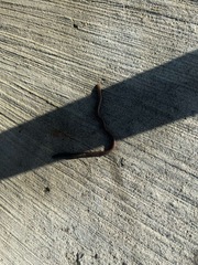 Lumbricus terrestris