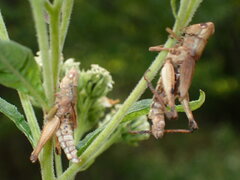 Entomophaga grylli