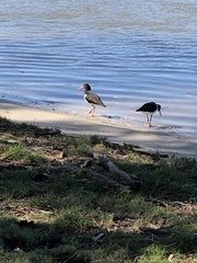 Haematopus longirostris