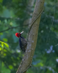 Campephilus guatemalensis