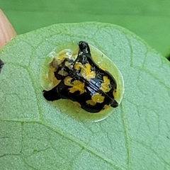 Deloyala guttata