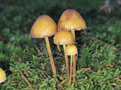 Mycena epipterygia