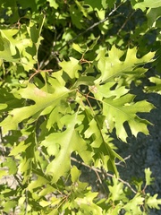 Quercus buckleyi