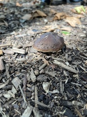 Tricholoma