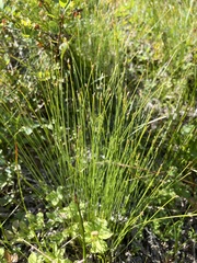 Trichophorum cespitosum