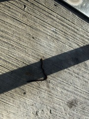 Lumbricus terrestris