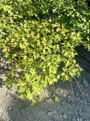 Quercus buckleyi