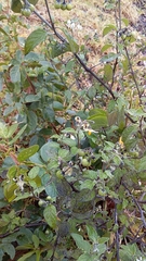 Solanum nigrescens