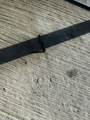 Lumbricus terrestris