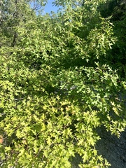 Quercus buckleyi