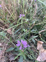 Physostegia virginiana