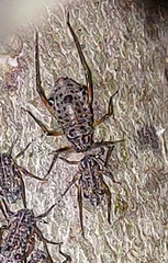 Tuberolachnus salignus