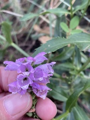 Physostegia virginiana