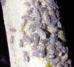 Tuberolachnus salignus