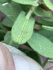 Symphyotrichum novae-angliae