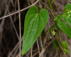 Dioscorea humifusa