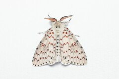 Lymantria nephrographa