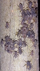 Tuberolachnus salignus