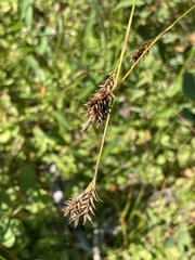 Carex luzulina