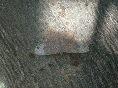 Hamadryas glauconome