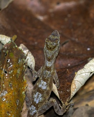 Anolis capito