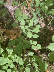 Vancouveria hexandra