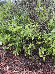 Malpighia emarginata