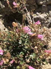 Penstemon