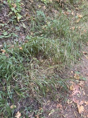 Brachypodium sylvaticum