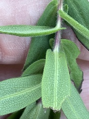 Symphyotrichum novae-angliae