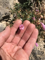 Penstemon