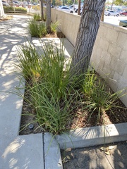 Cortaderia selloana