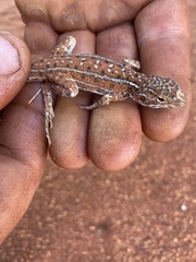 Ctenophorus isolepis