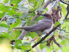 Coccyzus erythropthalmus