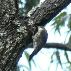 Cormobates leucophaea