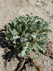 Argemone munita