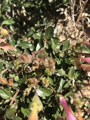 Penstemon