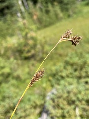 Carex luzulina